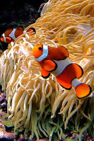 Clown Fish Sualti Balik Hayvanlar
