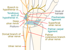 This can be performed for patients who may also have elbow pain from medial epicondylitis. Ulnar Nerve Wikipedia