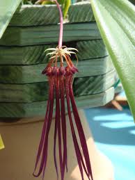 Image result for Bulbophyllum vulcanicum