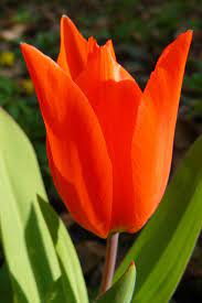 Grow up to 12 inches tall they grow best in full sun to light shade Tulip Like Flowers