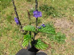 Image result for Stachytarpheta urticifolia