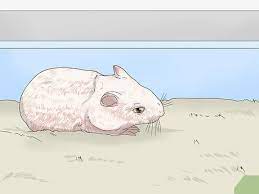 4 Cara Untuk Menghadapi Hamster Yang Sekarat Wikihow
