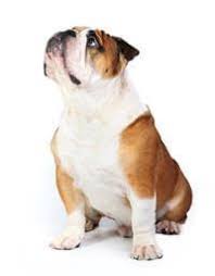 How long does a bulldog live? British Bulldog Small Medium And Big Dog Breeds Pedigree Uk