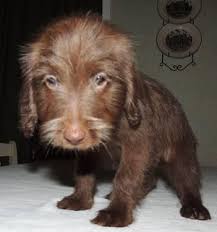 3 males and 4 females. Chocolate Female Miniature F1 Labradoodle Puppy For Sale In Patmos Ohio Classified Americanlisted Com