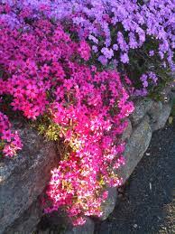 Creeping Phlox My Favorite Plant Just Plant And It Grows And Grows And Grows Such A Pretty Garden Carpet Planting Flowers Plants Lawn And Garden