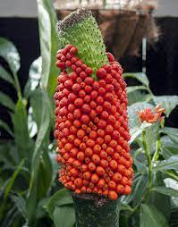 10 Corpse Flower Facts Twhy It Is So Stinky Flower Glossary