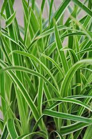 Segge Carex Ice Dance Carex Morrowii Ice Dance Winterharte Pflanzen Bepflanzung Pflanzen