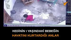 Kedinin 1 Yasindaki Bebegin Hayatini Kurtardigi Anlar Youtube
