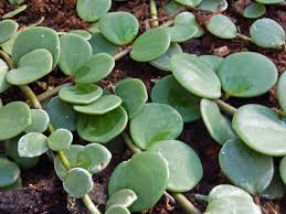 Check spelling or type a new query. Peperomia Care Guide Osera