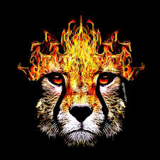I M A Street Walking Cheetah With A Heart Full Of Napalm Iggy Pop Cheetah Art Artwork Digitalart Animal Photos Rock Art Art Design Art Choose from hundreds of free fire wallpapers. i m a street walking cheetah with a