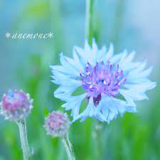 矢車菊 ヤグルマギク 矢車草 ヤグルマソウ cornflower flower ヤグルマギク 青い花 花