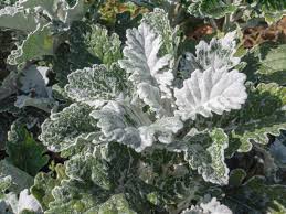 Image result for Senecio ruwenzoriensis