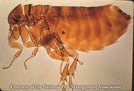 Get free shipping on qualified caulk silicone products or buy online pick up in store today. What Are Cat Fleas Cat Flea Bites Information Control