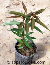 Water, sun and an annual dose of fertilizer will do the rest. Syzygium Jambos Rose Apple Toptropicals Com