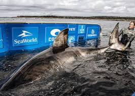 Un joven estudiante grabó un impresionante tiburón que nos recuerda al extinto megalodón. Tiburones Todas Las Noticias As Com