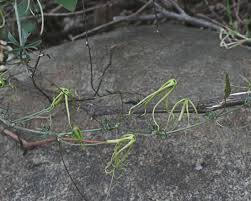 Image result for Trochomeria macrocarpa