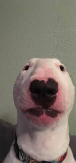 Meme Dog Wallpaper By Xxaceyjxx 6d Free On Zedge Dog Wallpaper Cute Dog Wallpaper Dog Wallpaper Iphone