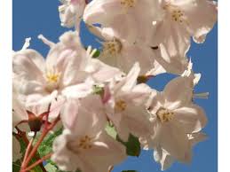Image result for Deutzia hybrida Pink Pompon