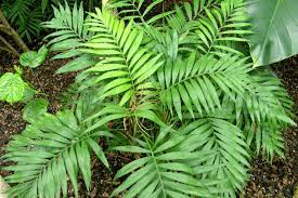 Among palm trees, the parlor palm is unusual because they can easily survive low light conditions and temperatures as cold as 50 degrees fahrenheit. Chamaedorea Elegans Wikipedia