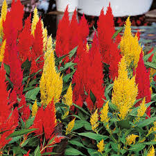 Celosia Half Hardy Annual Seeds Celosia Argentea Var Cristata Century Mixed Flower Seeds Flowers Bedding Plants