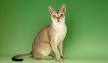 Singapura Cat Breed - Complete Description, Pictures, Videos