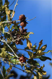 Image result for Diospyros loureiriana