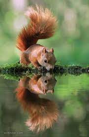 80 Best Award Winning Wildlife Photography Examples From Around The World Animal Photography Wildlife Wild Animals Photography Wildlife Photography