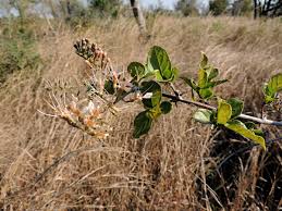 Image result for Combretum mossambicense