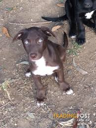 Great dispos… border collie puppies 2022.91 miles Border Collie Australian Kelpie Pups Short Hair