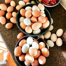 How long do fresh eggs versus preserved eggs last? Do You Have To Refrigerate Your Eggs And Some Fresh Egg Handling Tips All Posts Healing Harvest Homestead