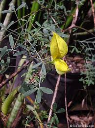 Image result for Crotalaria pisicarpa