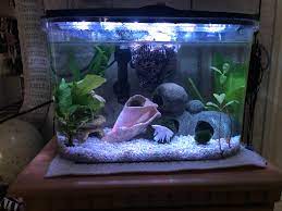 Maybe you would like to learn more about one of these? This Is My 5 Gallon Tank W My Betta A Nerite Snail And 2 Ad Frogs And As Much As I Used To Love My Setup I Just Need Some New Ideas