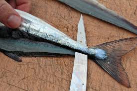 Hornhecht Filetieren Fisch Zubereiten Filetieren Hecht