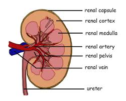 Through the thin walls of the capillaries, oxygen and nutrients if a blood vessel breaks, tears, or is cut, blood leaks out, causing bleeding. 11 3 The Kidney Osmoregulation