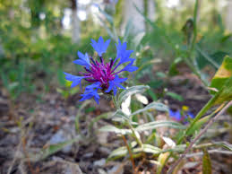 Image result for Centaurea praecox