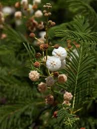 Image result for Acacia ataxacantha