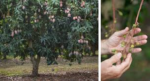 We did not find results for: Buying Mango Trees What To Know National Mango Board