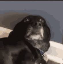 Afraid Gifs Tenor