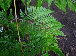 Image result for Pteris dentata