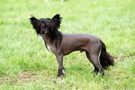 Chinese Naakthond