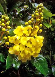 Image result for Acridocarpus natalitius