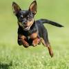 This charming black lab puppy is super cute & playful and loves children. Https Encrypted Tbn0 Gstatic Com Images Q Tbn And9gcrtuyqz188yy7zeucy Sukxd Ysn93iggm1bitjdkkoesu2 Qj7 Usqp Cau
