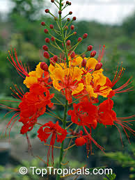 In cooler climates it can be grown as an annual. Rare Plants Fragrant Flowers Exotic Fruit