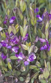 Image result for Polygala stenopetala