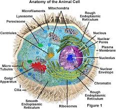 Microscopic Pictures Of Everything Molecular Expressions Cell Biology Animal Cell Structure Animal Cell Animal Cell Structure Cell Biology