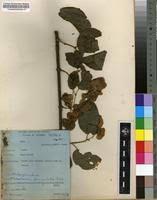 Image result for Flabellaria paniculata