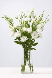 Is Lisianthus Poisonous Lisianthus Flower Arrangements Plant Hardiness Zone