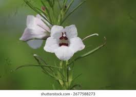 Image result for Sopubia lanata