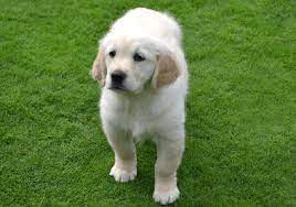Our english cream golden retriever puppies are treated with the. Golden Retriever Puppies In Dubai Pure Breed Pups Pet Mania Dubai