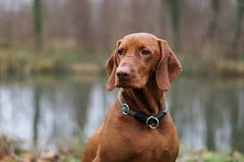 Magyar Vizsla Sonyalpha Sonyalphaanimalportrait Dogsofinstagram Doglover Dogoftheday Picoftheday Bokehphotography Bokeh With Images Vizsla Dog Portraits Dogs